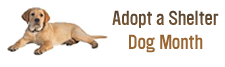 Adopt A Shelter Dog Month