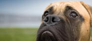 photoL puppy eyes